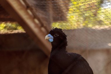 Mavi gagalı Curassow Crax alberti olarak da bilinir