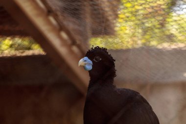 Mavi gagalı Curassow Crax alberti olarak da bilinir