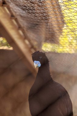Mavi gagalı Curassow Crax alberti olarak da bilinir