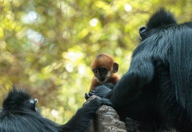 Anne ve çocuk Francois Langur maymun aile Trachypithecus fr