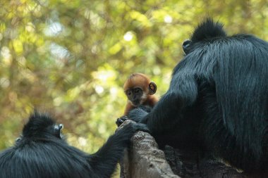 Anne ve çocuk Francois Langur maymun aile Trachypithecus fr