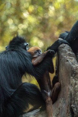 Anne ve çocuk Francois Langur maymun aile Trachypithecus fr