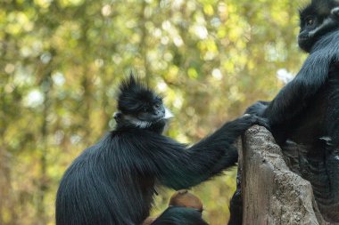 Anne ve çocuk Francois Langur maymun aile Trachypithecus fr