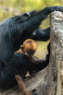 Anne ve çocuk Francois Langur maymun aile Trachypithecus fr