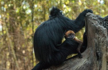 Anne ve çocuk Francois Langur maymun aile Trachypithecus fr