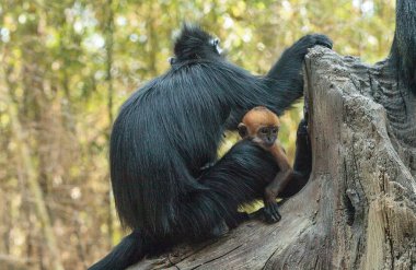 Anne ve çocuk Francois Langur maymun aile Trachypithecus fr