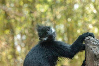Anne ve çocuk Francois Langur maymun aile Trachypithecus fr