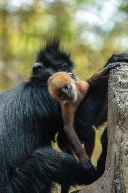 Anne ve çocuk Francois Langur maymun aile Trachypithecus fr