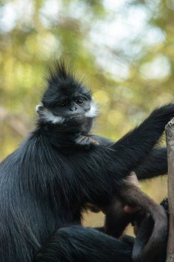 Anne ve çocuk Francois Langur maymun aile Trachypithecus fr
