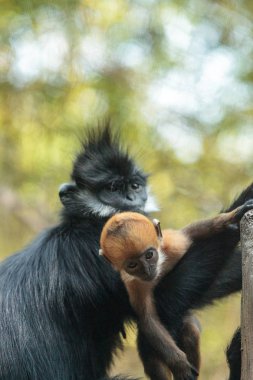 Anne ve çocuk Francois Langur maymun aile Trachypithecus fr
