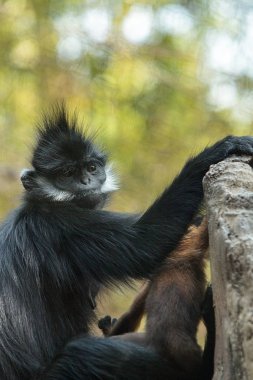 Anne ve çocuk Francois Langur maymun aile Trachypithecus fr