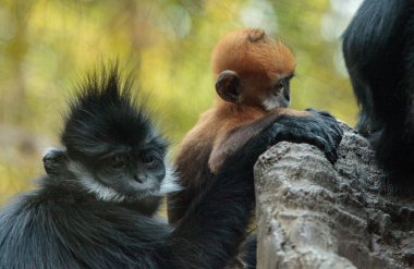 Anne ve çocuk Francois Langur maymun aile Trachypithecus fr