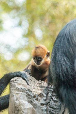 Anne ve çocuk Francois Langur maymun aile Trachypithecus fr