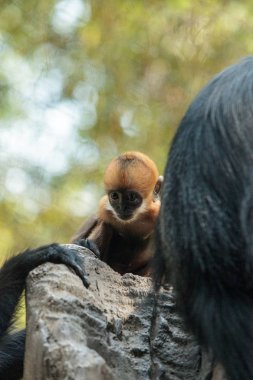 Anne ve çocuk Francois Langur maymun aile Trachypithecus fr