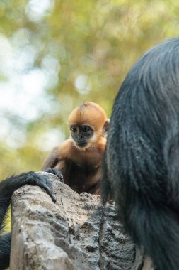Anne ve çocuk Francois Langur maymun aile Trachypithecus fr