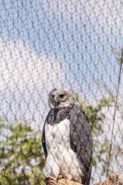 Harpy kartal Harpia harpyja