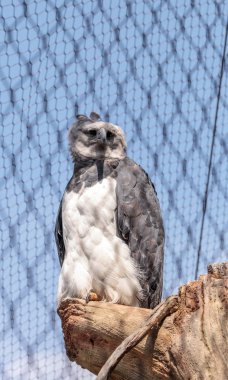 Harpy kartal Harpia harpyja 