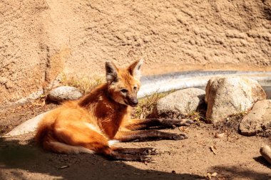 Yeleli kurt Chrysocyon brachyura 