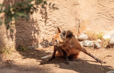 Yeleli kurt Chrysocyon brachyura