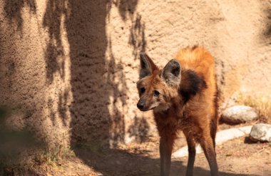 Yeleli kurt Chrysocyon brachyura