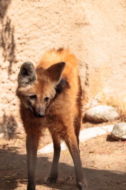 Yeleli kurt Chrysocyon brachyura