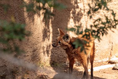 Yeleli kurt Chrysocyon brachyura
