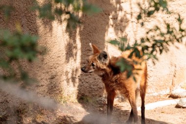 Yeleli kurt Chrysocyon brachyura