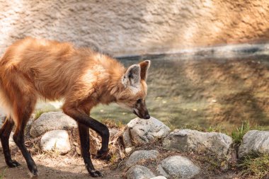 Yeleli kurt Chrysocyon brachyura