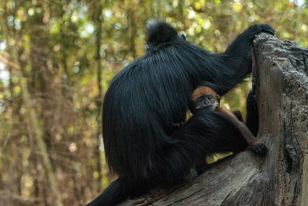 Anne ve çocuk Francois Langur maymun aile Trachypithecus fr