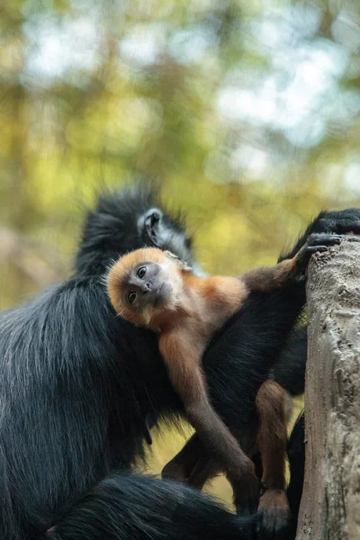 Anne ve çocuk Francois Langur maymun aile Trachypithecus fr
