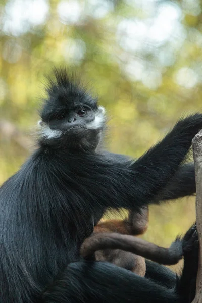 Anne ve çocuk Francois Langur maymun aile Trachypithecus fr