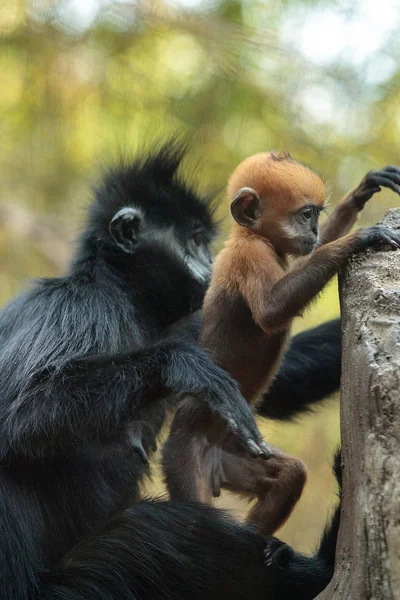 Anne ve çocuk Francois Langur maymun aile Trachypithecus fr