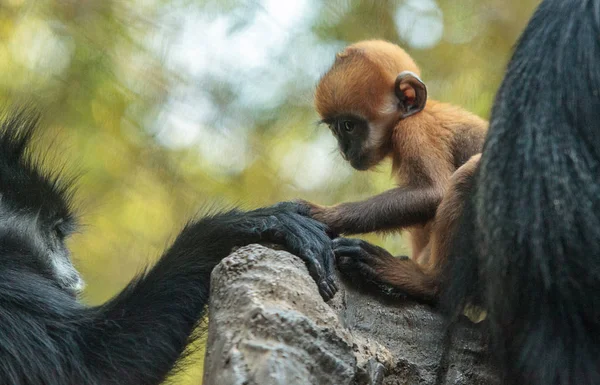Anne ve çocuk Francois Langur maymun aile Trachypithecus fr