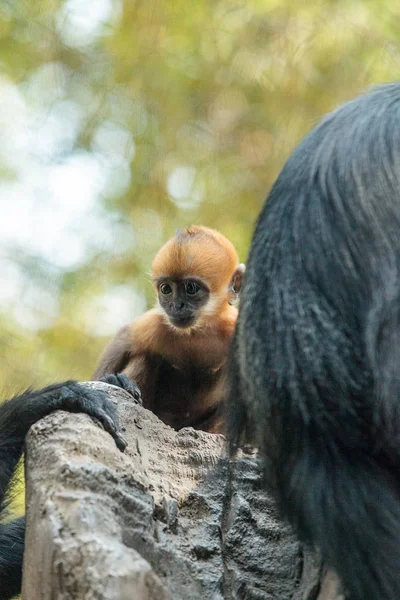 Anne ve çocuk Francois Langur maymun aile Trachypithecus fr