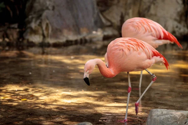 Greater flamingo Phoenicopterus ruber roseus — Stock Photo, Image