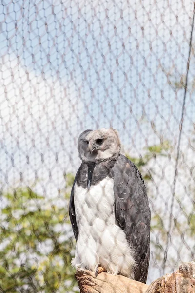 Harpy eagle Harpia harpyja — Stockfoto