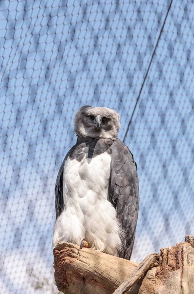 Harfenadler-Harpyja — Stockfoto