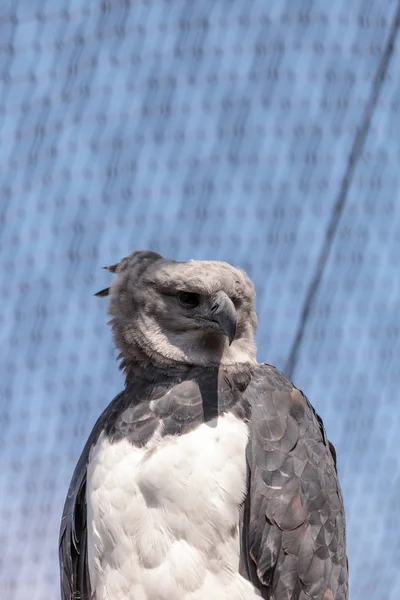 Harfenadler-Harpyja — Stockfoto