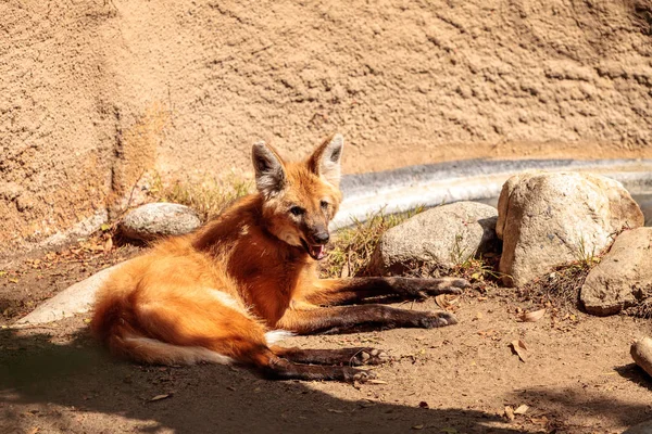 Lobo crío Chrysocyon brachyurus — Foto de Stock