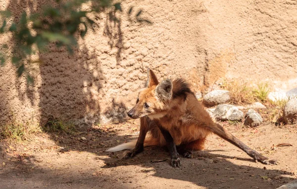 Yeleli kurt Chrysocyon brachyura