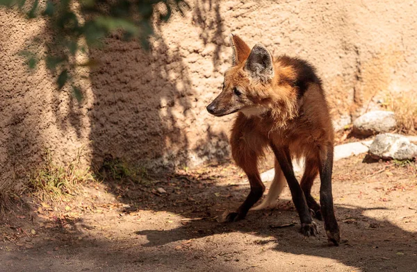 Yeleli kurt Chrysocyon brachyura