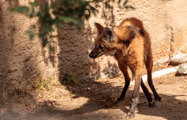 Maned wolf Crisocyon brachyurus — Foto Stock