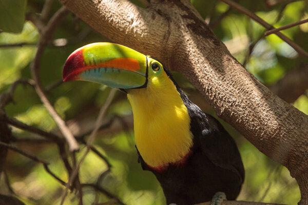 Keel-billed toucan Ramphastos sulfuratus