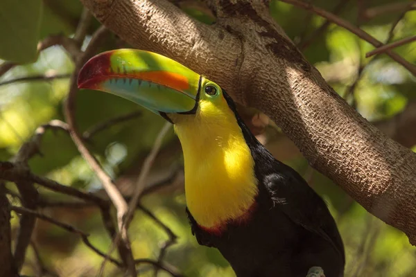 Keel účtováno Tukan Ramphastos sulfuratus — Stock fotografie