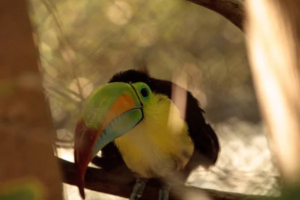 Toucan à bec de quille Ramphastos sulfuratus — Photo