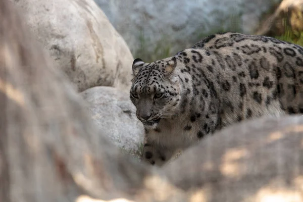 Leopardo da neve Panthera uncia — Fotografia de Stock