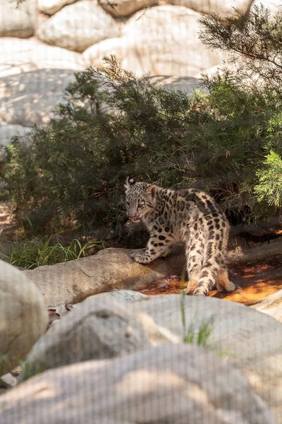 Leopardo da neve Panthera uncia — Fotografia de Stock