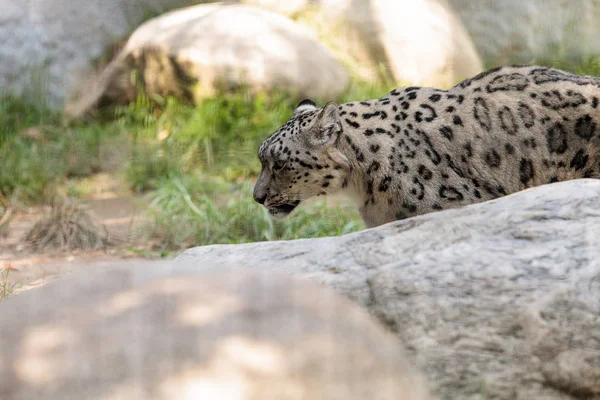 Snow leopard Panthera uncia — стокове фото