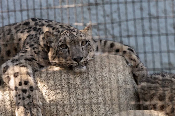 Snow leopard Panthera uncia — Φωτογραφία Αρχείου