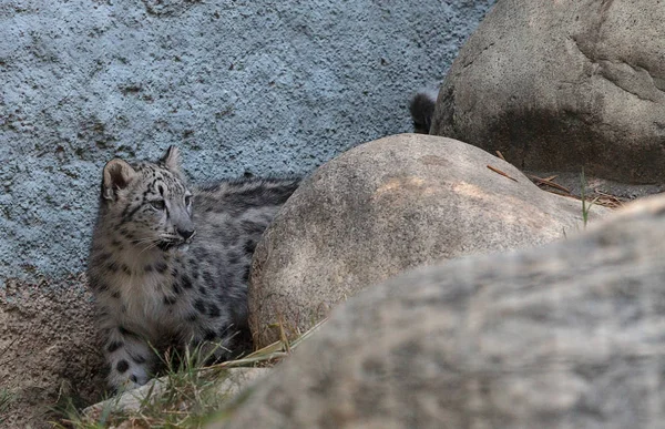 Leopardo da neve Panthera uncia — Fotografia de Stock